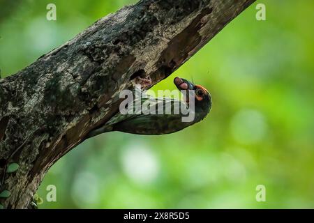 barbetto del fabbro che si nutre e congela Foto Stock