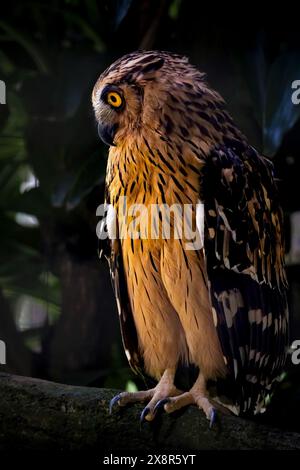 Gufo di pesce Buffy (Ketupa ketupu) sulla diramazione Foto Stock