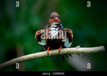 Kingfisher dalla gola bianca appollaiato sul ramo Foto Stock