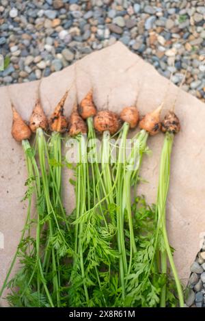 Carote appena raccolte con cime verdi! Foto Stock