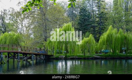 alberi di salice sul lago Foto Stock