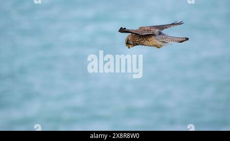 Kestrel che vola in aria in cerca di cibo - Cornovaglia, Regno Unito Foto Stock