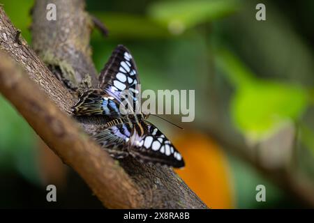 La farfalla del regolacapelli blu è appoggiata sul ramo. Kallima sylvia Foto Stock