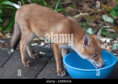 UK Weather, 27 maggio 2024: Un cucciolo di volpe, di circa due mesi, beve da una ciotola d'acqua in un giardino a Clapham, nel sud di Londra. Questo cucciolo è uno dei cinque cuccioli e viene svezzato con una dieta di lombrichi e cibo portato a casa dai suoi genitori. Crediti: Anna Watson/Alamy Live News Foto Stock