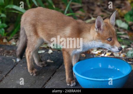 UK Weather, 27 maggio 2024: Un cucciolo di volpe, di circa due mesi, beve da una ciotola d'acqua in un giardino a Clapham, nel sud di Londra. Questo cucciolo è uno dei cinque cuccioli e viene svezzato con una dieta di lombrichi e cibo portato a casa dai suoi genitori. Crediti: Anna Watson/Alamy Live News Foto Stock