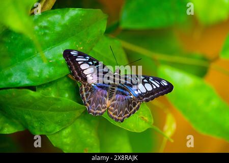 La farfalla del regolacapelli blu si appoggia sulle foglie. Kallima sylvia Foto Stock