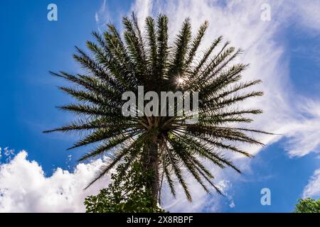 Solcare i rami di una palma nei terreni del Xandari Resort, Alajuela, San Jose, Costa Rica Foto Stock