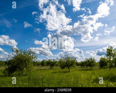 Paesaggio di un frutteto prato vicino a Brunnthal a sud di Monaco. Foto Stock