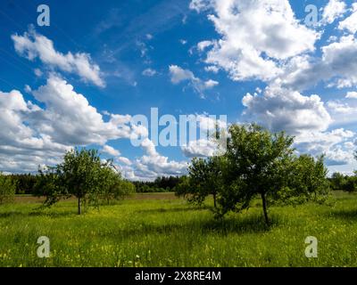 Paesaggio di un frutteto prato vicino a Brunnthal a sud di Monaco. Foto Stock