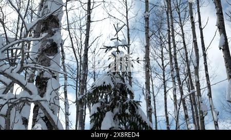 Neve sui rami nella foresta selvaggia invernale. Fermo. Paesaggio di natura ghiacciata in una giornata di sole. Foto Stock
