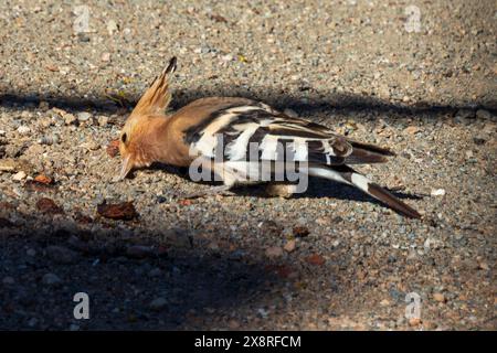 Upupa epops, Hoopoe eurasiatico Foto Stock