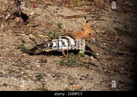 Upupa epops, Hoopoe eurasiatico Foto Stock