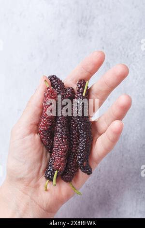 Gelso cinese maturo a portata di mano, sfondo grigio. Foto Stock