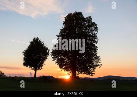 Sonnenaufgang an der Pfarrlinde, Winterlinde Tilia cordata, Frankenthal, Sachsen, Deutschland *** alba al tiglio parrocchiale, Tilia cordata, fra Foto Stock