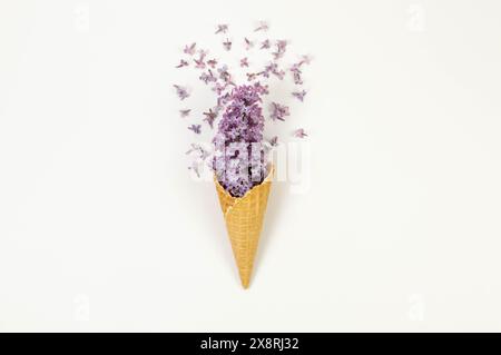Vista dall'alto dei fiori lilla viola su sfondo bianco. Cono per waffle con gelato creativo. Carta da parati primavera ed estate, disposizione piatta, spazio per copie. Foto Stock