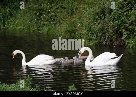 Buckinghamshire, Regno Unito. 27 maggio 2024. Una bella famiglia di cigni con dieci morbidi giovani cignetti che si nutrono di una via d'acqua interna nel Buckinghamshire. Crediti: Maureen McLean/Alamy Live News Foto Stock