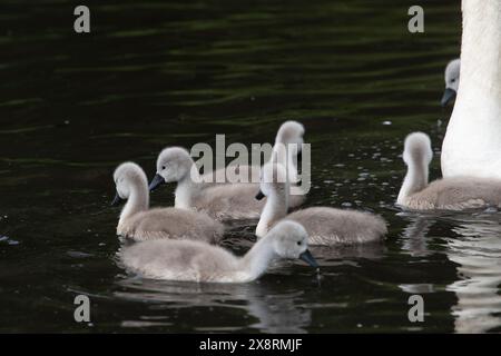 Buckinghamshire, Regno Unito. 27 maggio 2024. Una bella famiglia di cigni con dieci morbidi giovani cignetti che si nutrono di una via d'acqua interna nel Buckinghamshire. Crediti: Maureen McLean/Alamy Live News Foto Stock