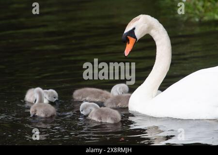 Buckinghamshire, Regno Unito. 27 maggio 2024. Una bella famiglia di cigni con dieci morbidi giovani cignetti che si nutrono di una via d'acqua interna nel Buckinghamshire. Crediti: Maureen McLean/Alamy Live News Foto Stock