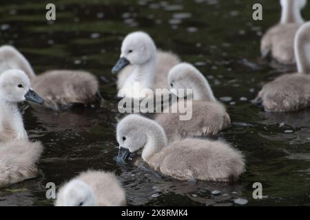 Buckinghamshire, Regno Unito. 27 maggio 2024. Una bella famiglia di cigni con dieci morbidi giovani cignetti che si nutrono di una via d'acqua interna nel Buckinghamshire. Crediti: Maureen McLean/Alamy Live News Foto Stock