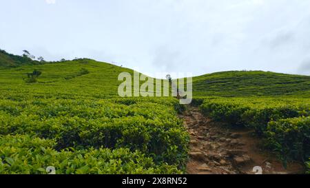 Bellissimi sentieri sulle piantagioni di tè con cespugli verdi. Azione. Sentieri sterrati tra cespugli di tè verde. Bella passeggiata sulle terrazze della piantagione di tè Foto Stock