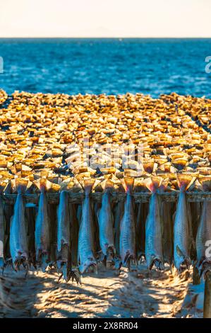 File di pesci sono appesi su tradizionali scaffali di essiccazione a Lofoten, Norvegia, che catturano la pratica culturale di preservare i frutti di mare con metodi naturali. Foto Stock