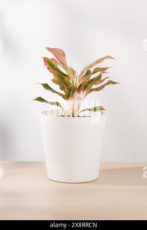 Aglaonema creta o Rosso cinese sempreverde. Una vivace pianta in vaso con foglie rosa e verdi migliora l'estetica degli interni e la qualità dell'aria. Foto Stock