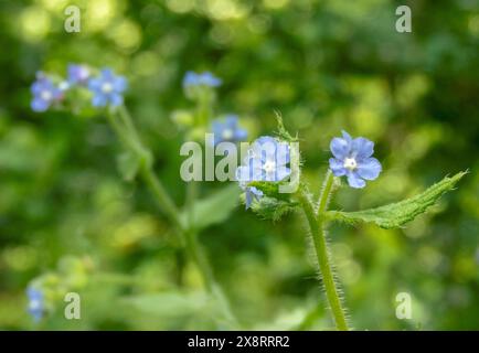 Pentaglottis sempervirens fiori blu con centro bianco. Alfanetto verde o pianta a lucentezza sempreverde. Foto Stock