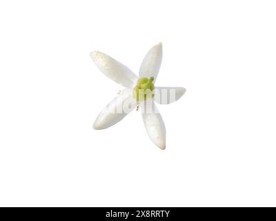 Lato posteriore del fiore d'arancio isolato su bianco. Fiori di agrumi amari bianchi. Fiorisce il Fleur d'oranger. Fiore fragrante di Neroli. Bellissimo flor de A. Foto Stock