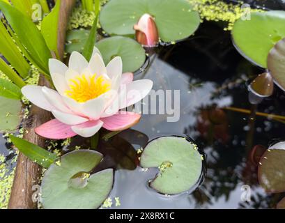 Water Lilies nel laghetto in giardino Foto Stock