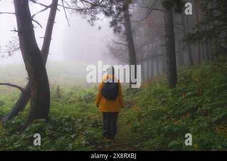 Una donna con un impermeabile giallo cammina attraverso una mistica foresta primaverile nebbiosa con fiori di montagna arancioni Foto Stock