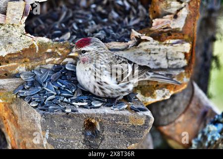 Finlandia, Kaamanen, Carduelis hornemanni, Redpoll artico Foto Stock