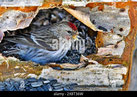 Finlandia, Kaamanen, Carduelis hornemanni, Redpoll artico Foto Stock