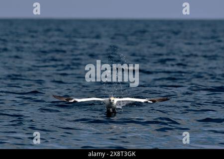 Norvegia, Varanger, riserva naturale di Makkaurhalvoya, Sula bassana, Gannet Foto Stock