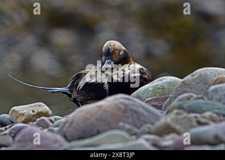 Norvegia, Varanger, Clangula hyemalis, anatra dalla coda lunga Foto Stock