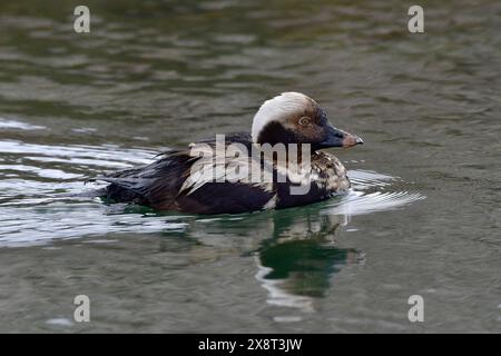 Norvegia, Varanger, Clangula hyemalis, anatra dalla coda lunga Foto Stock