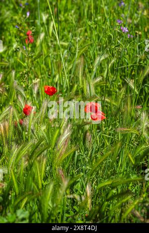 Papaveri selvatici tra le orecchie del prato, cereali, somme Foto Stock