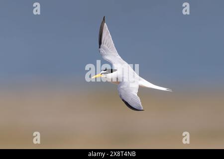 Little Tern in volo su una spiaggia sabbiosa Foto Stock