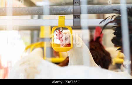 Acqua potabile di gallina bianca DeKalb dal dispenser nell'azienda avicola di produzione di uova. Foto Stock