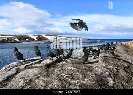 Norvegia, Hornoia, Phalacrocorax aristotelis, Shags Foto Stock