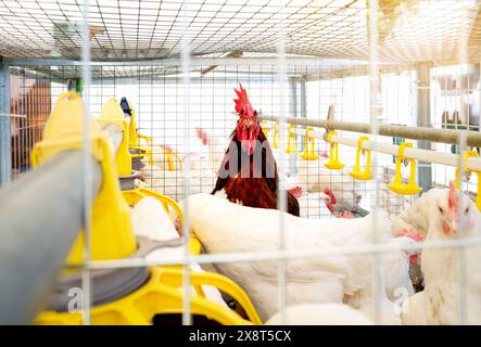 Gallo bruno ISA e galline bianche Dekalb in una gabbia mobile in un allevamento avicolo di produzione di uova. Foto Stock