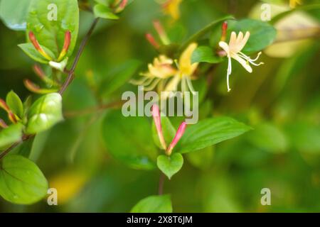 Pianta di arrampicata del caprifoglio in fiore con profumo dolce Foto Stock