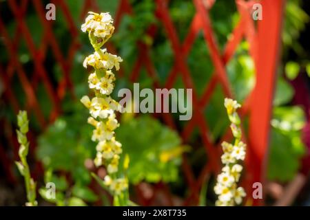 Creare un giardino a tema nella giungla tropicale nel Regno Unito Foto Stock