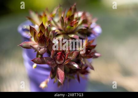 Piante succulente Houseleeks che crescono in una pentola Foto Stock