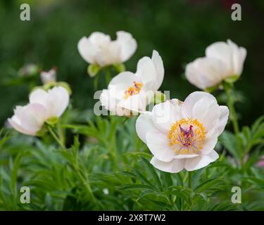 Paeonia Lady Gay. Fiore di peonia rosa chiaro. Bellissime peonie rosa chiaro in giardino. Sfondo floreale. Foto Stock