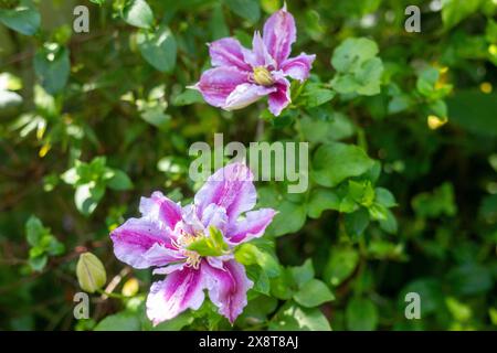 Clematis Living Love Grazyna Climbing Plant Foto Stock