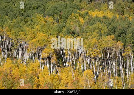 Colori autunnali di strada 7, gamma Sneffle (fondo), nei pressi di Ouray, Colorado, STATI UNITI D'AMERICA Foto Stock