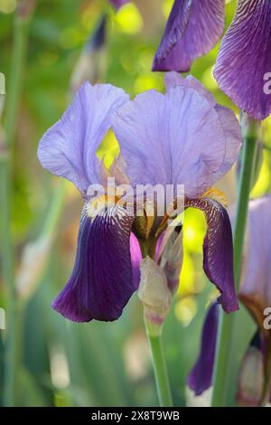 Iris tedesco (Iris germanica) in fiore. Foto Stock
