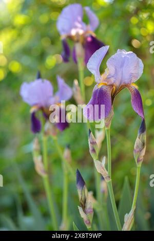Iris tedesco (Iris germanica) in fiore. Foto Stock