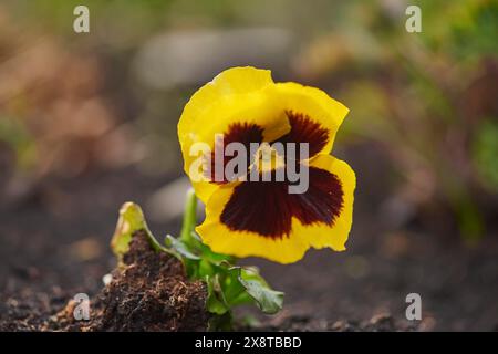 Primo piano della pansia da giardino (Viola wittrockiana) fiorisce in un giardino in primavera, Baviera, Germania Foto Stock