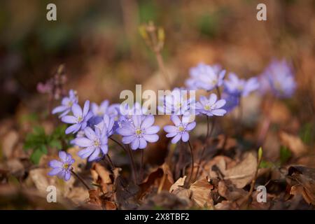 Hepatica comune (Anemone hepatica) fioritura in una foresta, Baviera, Germania Foto Stock